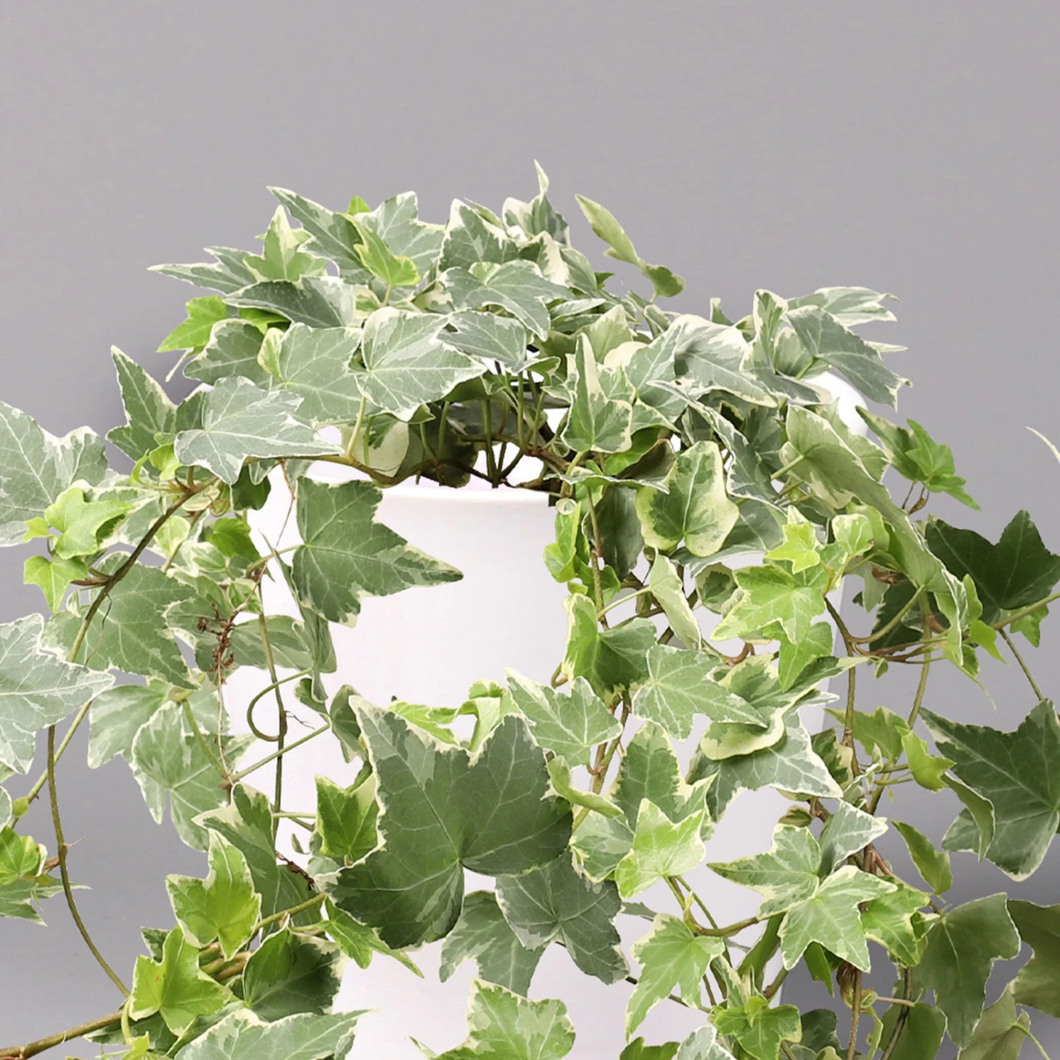 Hedera Helix 'Variegata' In Keramiktopf Dallas Weiß, Topf-Ø 12/13 Cm 4 Hedera Helix 'Variegata' In Keramiktopf Dallas Weiß, Topf-Ø 12/13 Cm – Bild 2