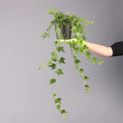 Efeu Inkl. Keramiktopf Dallas Anthrazit Topf-Ø 12/13 Cm, 3er-Set -Garten Atmos Verkaufsgeschäft 0220650250 Hedera gruen Elja in Topf Dallas anth 4