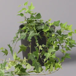 Efeu Inkl. Keramiktopf Dallas Anthrazit, Topf 12/13 Cm Ø