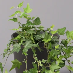 Efeu Inkl. Keramiktopf Dallas Anthrazit Topf-Ø 12/13 Cm, 3er-Set -Garten Atmos Verkaufsgeschäft 0220650250 Hedera gruen in Topf Dallas anthrazit 2