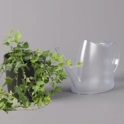 Efeu Inkl. Keramiktopf Dallas Anthrazit Topf-Ø 12/13 Cm, 3er-Set -Garten Atmos Verkaufsgeschäft 0220650250 Hedera gruen in Topf Dallas anthrazit 3