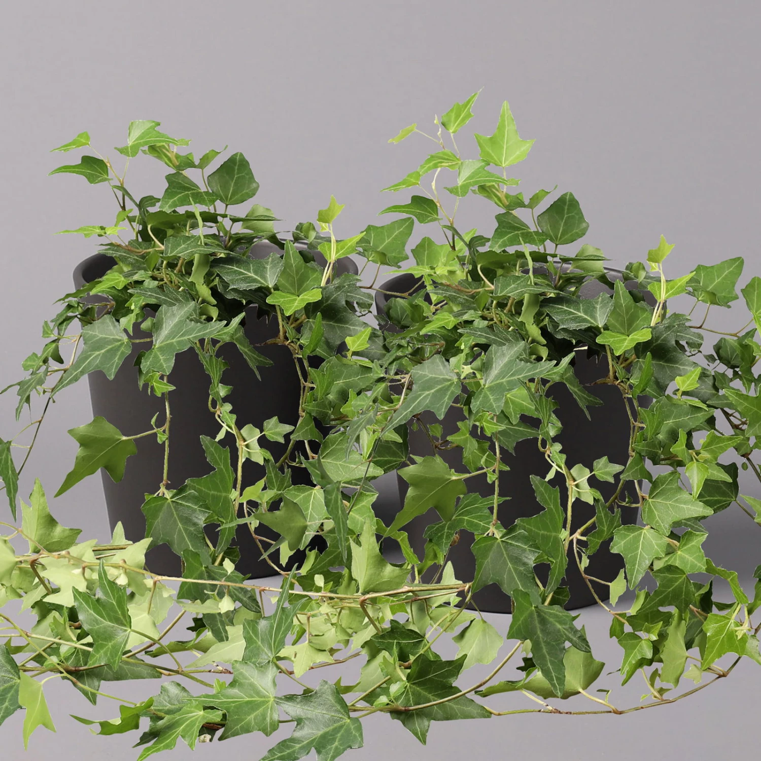 Efeu Inkl. Keramiktopf Dallas Anthrazit, Topf-Ø 12/13 Cm, 2er-Set 3 Efeu Inkl. Keramiktopf Dallas Anthrazit, Topf-Ø 12/13 Cm, 2er-Set