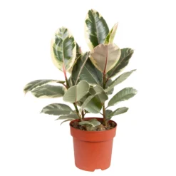 Bestseller 19 Gummibaum 'Tineke', Topf-Ø 19 Cm, Höhe Ca. 55 Cm