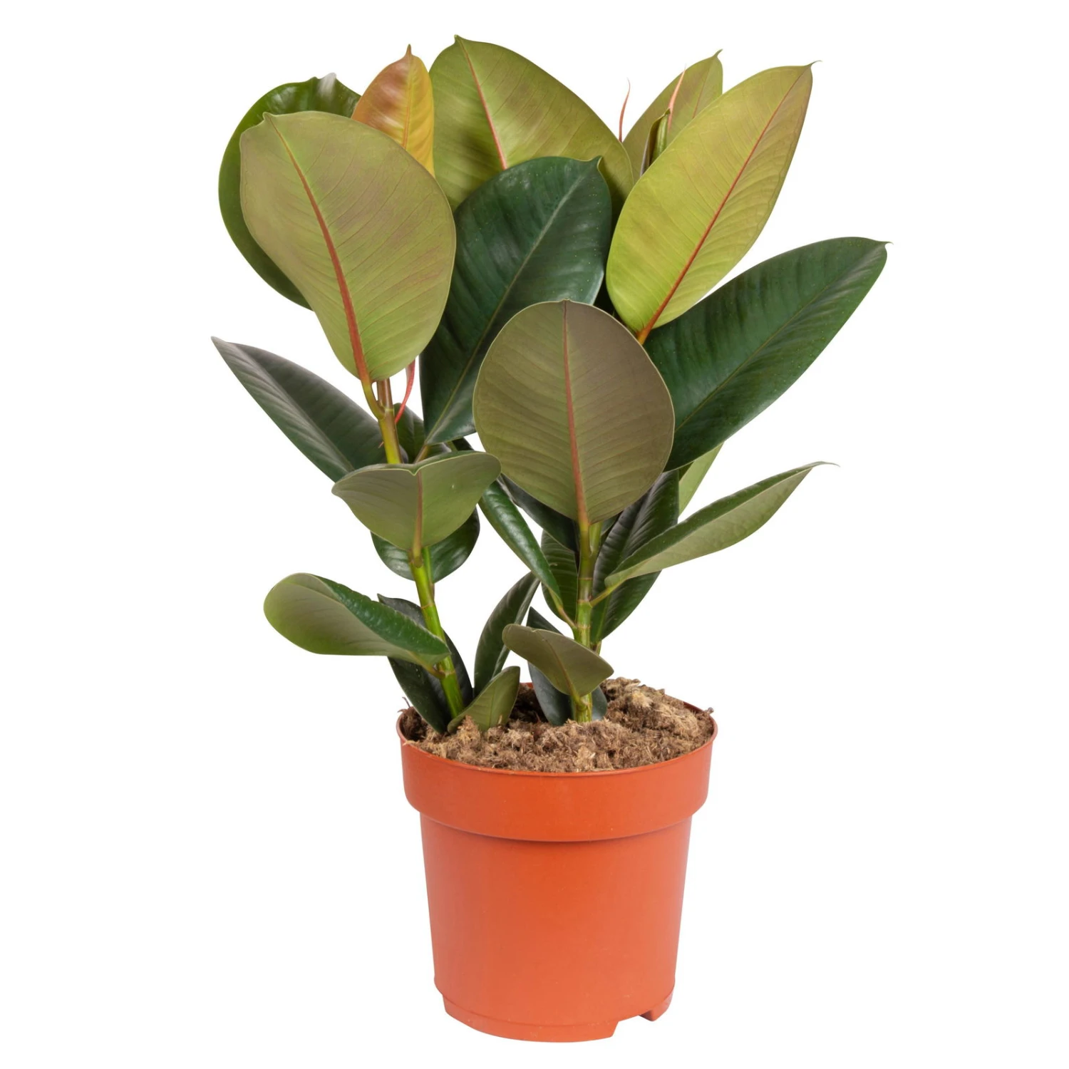 Gummibaum 'Robusta', Topf-Ø 19 Cm, Höhe Ca. 50 Cm 4 Gummibaum 'Robusta', Topf-Ø 19 Cm, Höhe Ca. 50 Cm – Bild 2