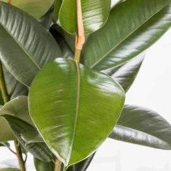 Gummibaum 'Robusta', Topf-Ø 19 Cm, Höhe Ca. 50 Cm 9 Gummibaum 'Robusta', Topf-Ø 19 Cm, Höhe Ca. 50 Cm -Garten Atmos Verkaufsgeschäft 022075 Ficus elastica Robusta