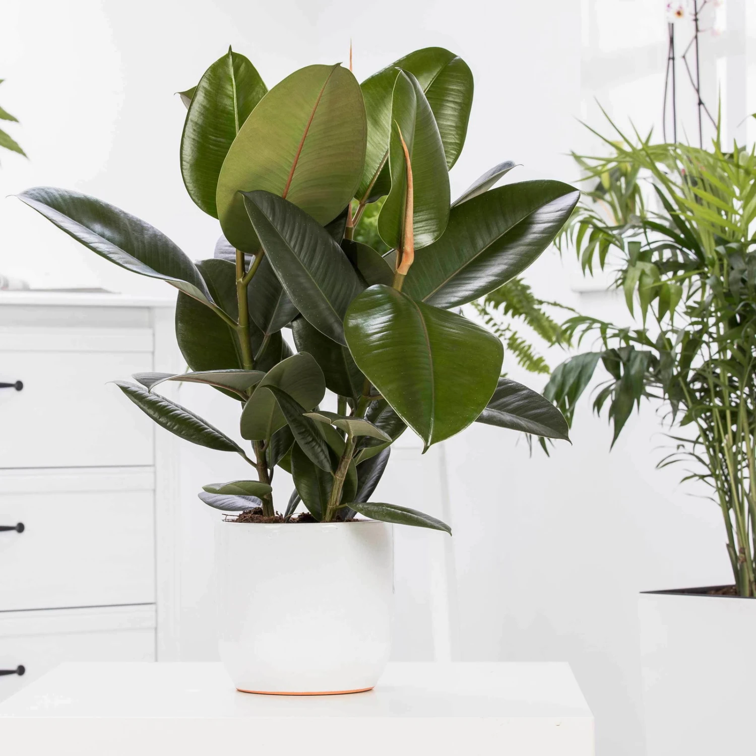 Gummibaum 'Robusta', Topf-Ø 19 Cm, Höhe Ca. 50 Cm 3 Gummibaum 'Robusta', Topf-Ø 19 Cm, Höhe Ca. 50 Cm