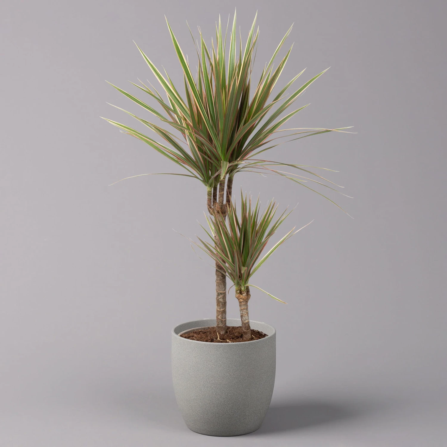 Gerandeter Drachenbaum 'Bicolor', Topf-Ø 17 Cm, Höhe Ca. 70 Cm 3 Gerandeter Drachenbaum 'Bicolor', Topf-Ø 17 Cm, Höhe Ca. 70 Cm