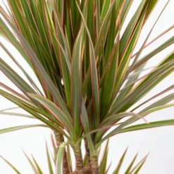 Gerandeter Drachenbaum 'Bicolor', Topf-Ø 17 Cm, Höhe Ca. 70 Cm 13 Gerandeter Drachenbaum 'Bicolor', Topf-Ø 17 Cm, Höhe Ca. 70 Cm -Garten Atmos Verkaufsgeschäft 0221100019 Dracaena marginata bicolor 2er Tuff 7