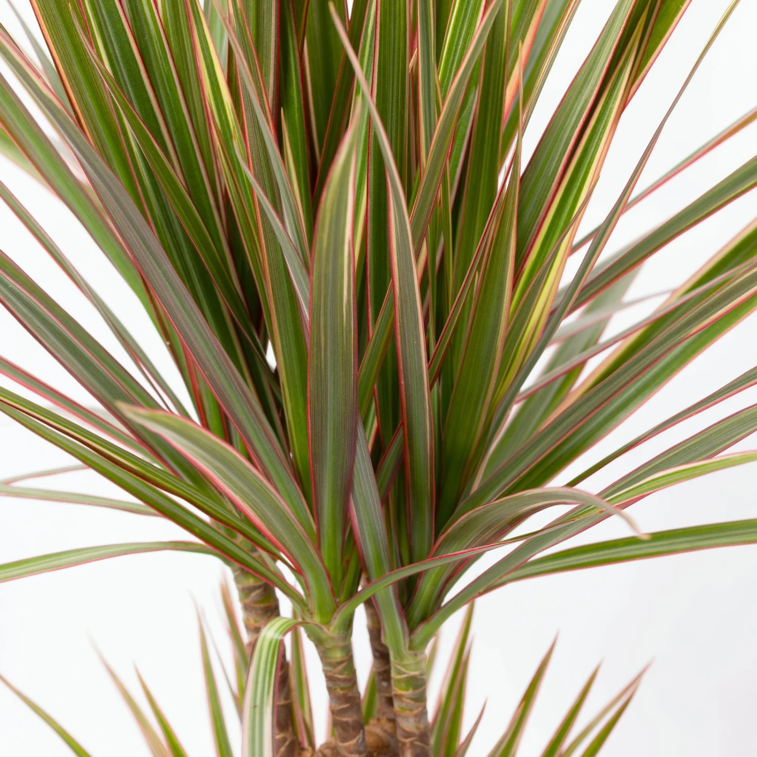 Gerandeter Drachenbaum 'Bicolor', Topf-Ø 17 Cm, Höhe Ca. 70 Cm 7 Gerandeter Drachenbaum 'Bicolor', Topf-Ø 17 Cm, Höhe Ca. 70 Cm – Bild 5