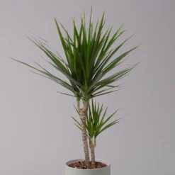 Garten Atmos Verkaufsgeschäft -Garten Atmos Verkaufsgeschäft 0221100020 Dracaena marginata 2er Tuff 17cm 2