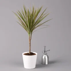 Drachenbaum 'Bicolor', Topf-Ø 13 Cm, Inkl. Keramiktopf Dallas Weiß, 3er-Set -Garten Atmos Verkaufsgeschäft 0221100081 Dracaena marg Bicolor im Dallas weiss 32