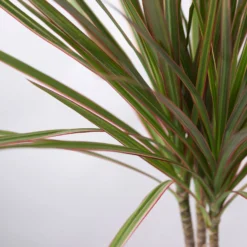 Drachenbaum 'Bicolor', Topf-Ø 13 Cm, Inkl. Keramiktopf Dallas Weiß, 3er-Set -Garten Atmos Verkaufsgeschäft 0221100081 Dracaena marg Bicolor im Dallas weiss 42