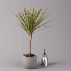 Drachenbaum 'Bicolor', Topf-Ø 13 Cm, 3er-Set -Garten Atmos Verkaufsgeschäft 0221100105 Dracaena marg Bicolor 3er Set 13cm 32