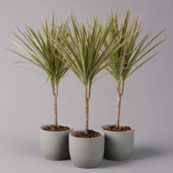 Drachenbaum 'Bicolor', Topf-Ø 13 Cm, 3er-Set