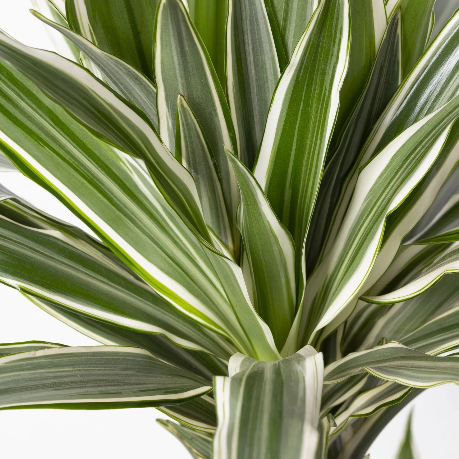 Duftender Drachenbaum 'White Stripe', Topf-Ø 21 Cm, Höhe Ca. 120 Cm 6 Duftender Drachenbaum 'White Stripe', Topf-Ø 21 Cm, Höhe Ca. 120 Cm – Bild 4