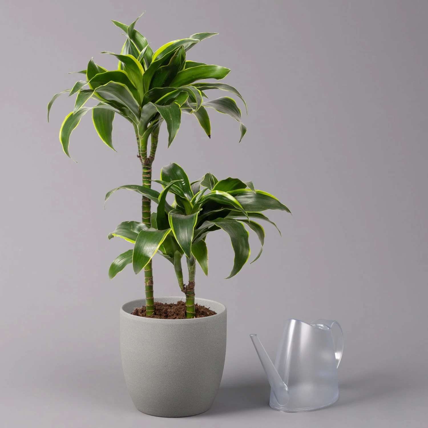 Duftender Drachenbaum 'Dorado', Topf-Ø 19 Cm 5 Duftender Drachenbaum 'Dorado', Topf-Ø 19 Cm – Bild 3