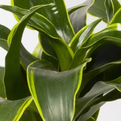 Duftender Drachenbaum 'Dorado', Topf-Ø 19 Cm 11 Duftender Drachenbaum 'Dorado', Topf-Ø 19 Cm -Garten Atmos Verkaufsgeschäft 0221300023 Dracaena frag Dorado 2er Tuff 19cm 4