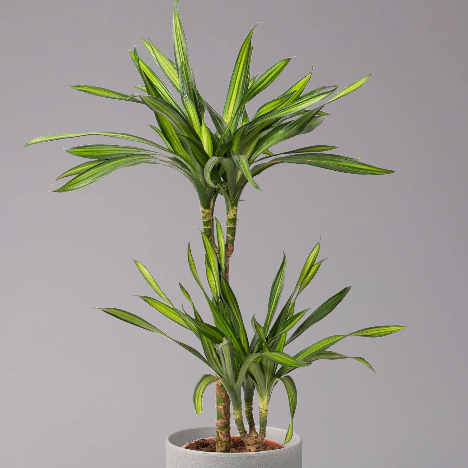 Duftender Drachenbaum 'Riki', Topf-Ø 19 Cm, Höhe Ca. 90 Cm 4 Duftender Drachenbaum 'Riki', Topf-Ø 19 Cm, Höhe Ca. 90 Cm – Bild 2