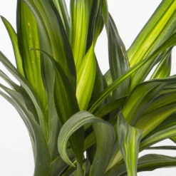 Duftender Drachenbaum 'Riki', Topf-Ø 19 Cm, Höhe Ca. 90 Cm 11 Duftender Drachenbaum 'Riki', Topf-Ø 19 Cm, Höhe Ca. 90 Cm -Garten Atmos Verkaufsgeschäft 0221300032 Dracaena fragr Riki 2er Tuff 19cm 4