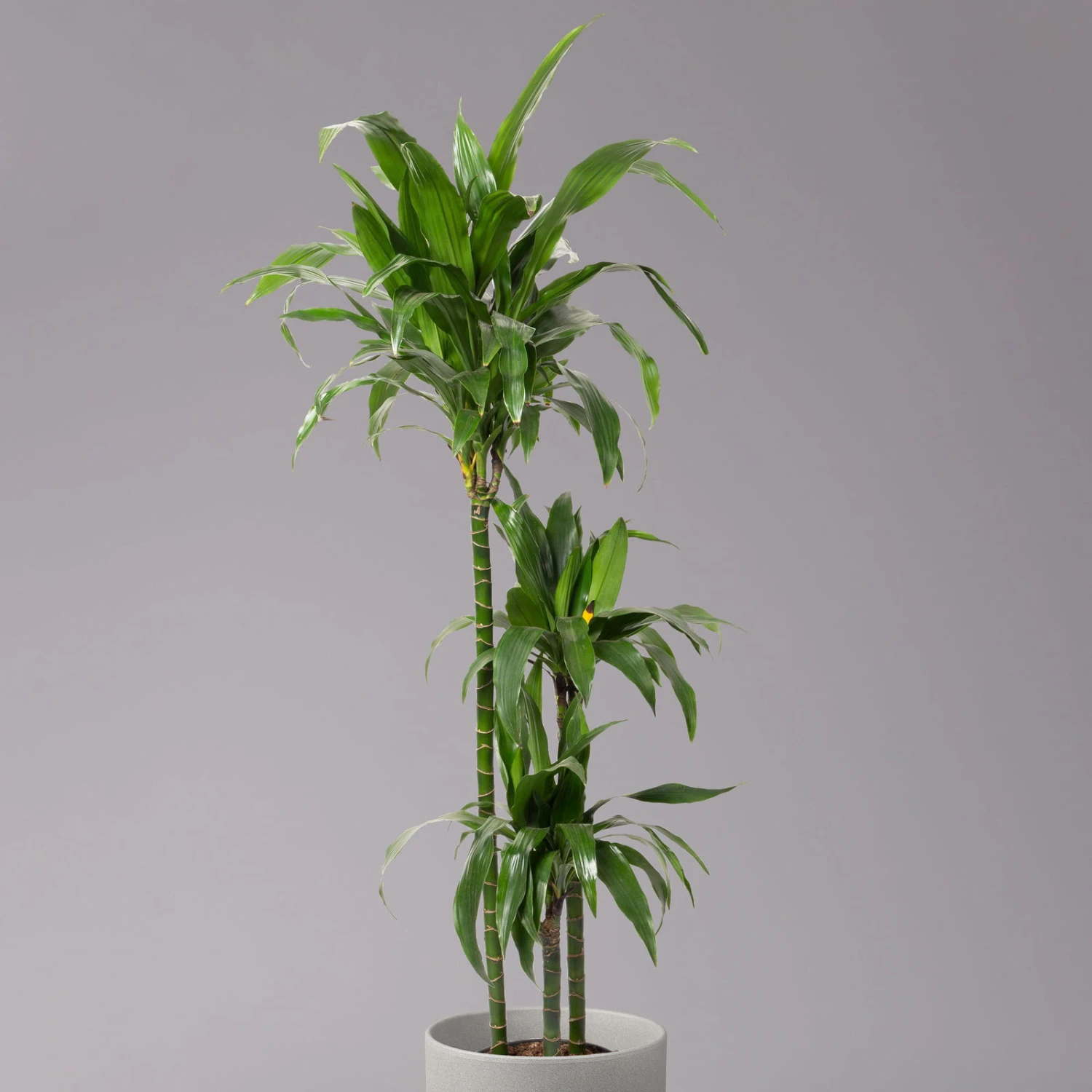 Duftender Drachenbaum 'Janet Craig', Topf-Ø 24 Cm, , Höhe Ca. 150 Cm 4 Duftender Drachenbaum 'Janet Craig', Topf-Ø 24 Cm, , Höhe Ca. 150 Cm – Bild 2