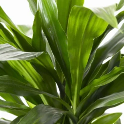 Duftender Drachenbaum 'Janet Craig', Topf-Ø 24 Cm, , Höhe Ca. 150 Cm 11 Duftender Drachenbaum 'Janet Craig', Topf-Ø 24 Cm, , Höhe Ca. 150 Cm -Garten Atmos Verkaufsgeschäft 0221400005 Dracaena frag Janet Craig 24cm 4