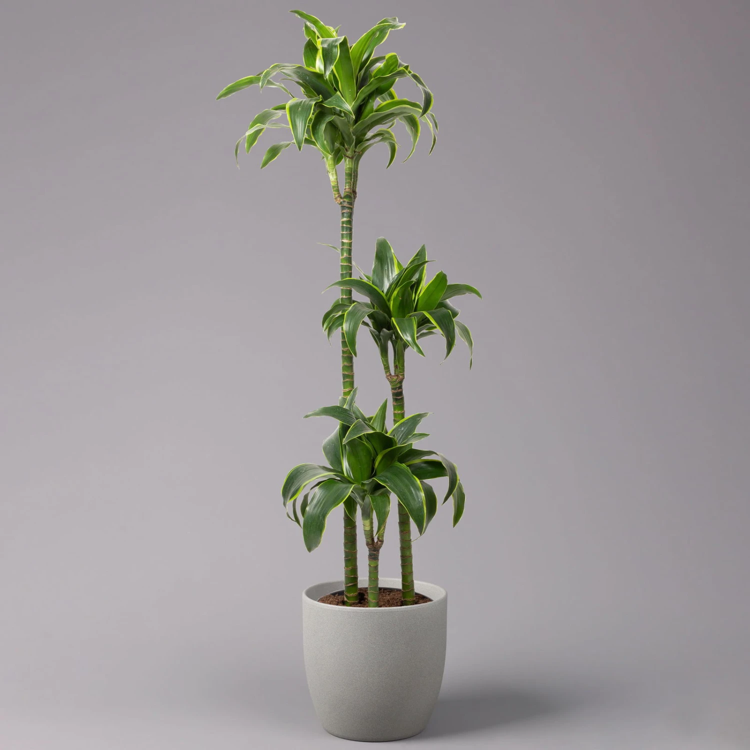 Duftender Drachenbaum 'Dorado', Topf-Ø 24 Cm, Höhe Ca. 130 Cm 3 Duftender Drachenbaum 'Dorado', Topf-Ø 24 Cm, Höhe Ca. 130 Cm