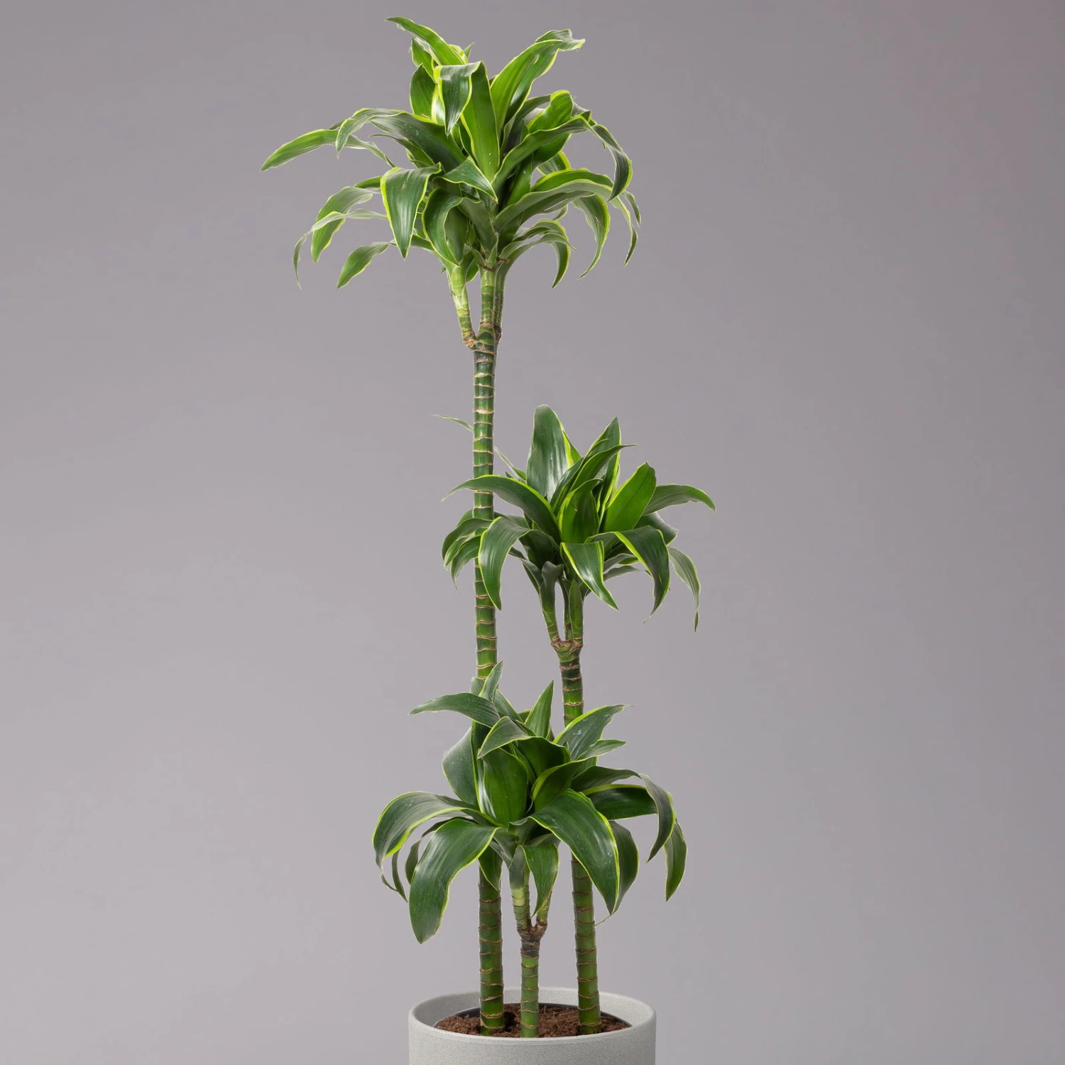 Duftender Drachenbaum 'Dorado', Topf-Ø 24 Cm, Höhe Ca. 130 Cm 4 Duftender Drachenbaum 'Dorado', Topf-Ø 24 Cm, Höhe Ca. 130 Cm – Bild 2