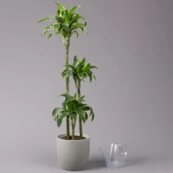 Duftender Drachenbaum 'Dorado', Topf-Ø 24 Cm, Höhe Ca. 130 Cm 10 Duftender Drachenbaum 'Dorado', Topf-Ø 24 Cm, Höhe Ca. 130 Cm -Garten Atmos Verkaufsgeschäft 0221400023 Dracaena fragr Dorado 3er Tuff 24cm 3