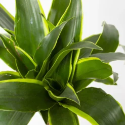 Duftender Drachenbaum 'Dorado', Topf-Ø 24 Cm, Höhe Ca. 130 Cm 11 Duftender Drachenbaum 'Dorado', Topf-Ø 24 Cm, Höhe Ca. 130 Cm -Garten Atmos Verkaufsgeschäft 0221400023 Dracaena fragr Dorado 3er Tuff 24cm 4