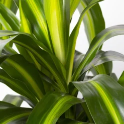 Duftender Drachenbaum 'Hawaiian Sunshine', Topf-Ø 24 Cm, H: Ca. 90 Cm -Garten Atmos Verkaufsgeschäft 0221400032 Dracaena fragr Hawaiian Sunshine 24cm 4