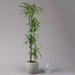 Duftender Drachenbaum 'Ulises', Topf-Ø 27 Cm, Höhe Ca. 170 Cm -Garten Atmos Verkaufsgeschäft 0221500053 Dracaena fragr Ulises 4er Tuff 27cm 3
