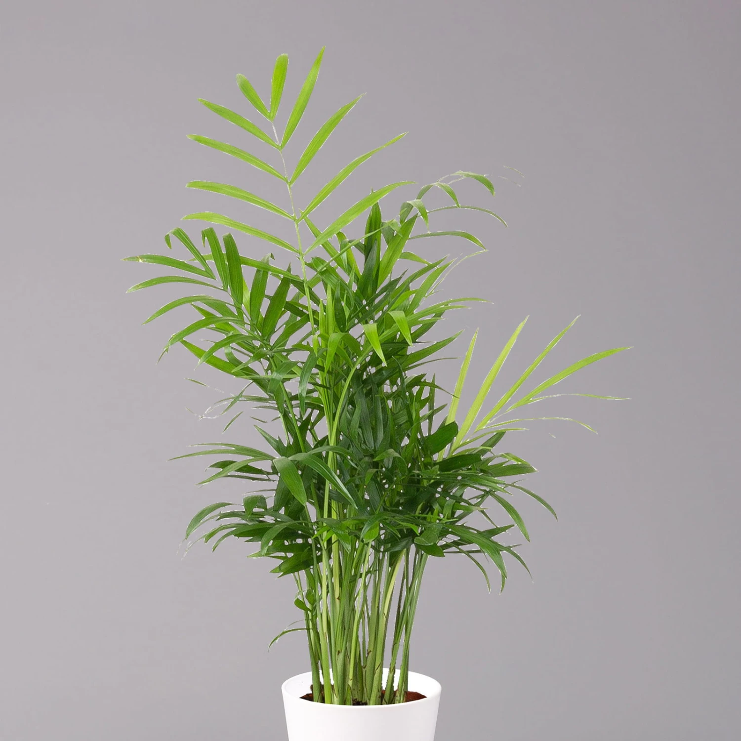 Bergpalme Mit Keramiktopf Dallas Weiß, Topf-Ø 12 Cm, Höhe Ca. 30 Cm, 3er-Set 5 Bergpalme Mit Keramiktopf Dallas Weiß, Topf-Ø 12 Cm, Höhe Ca. 30 Cm, 3er-Set – Bild 3