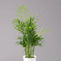 Garten Atmos Verkaufsgeschäft 22 Garten Atmos Verkaufsgeschäft -Garten Atmos Verkaufsgeschäft 0222100028 Chamaedorea elegans Dallas weiss 22