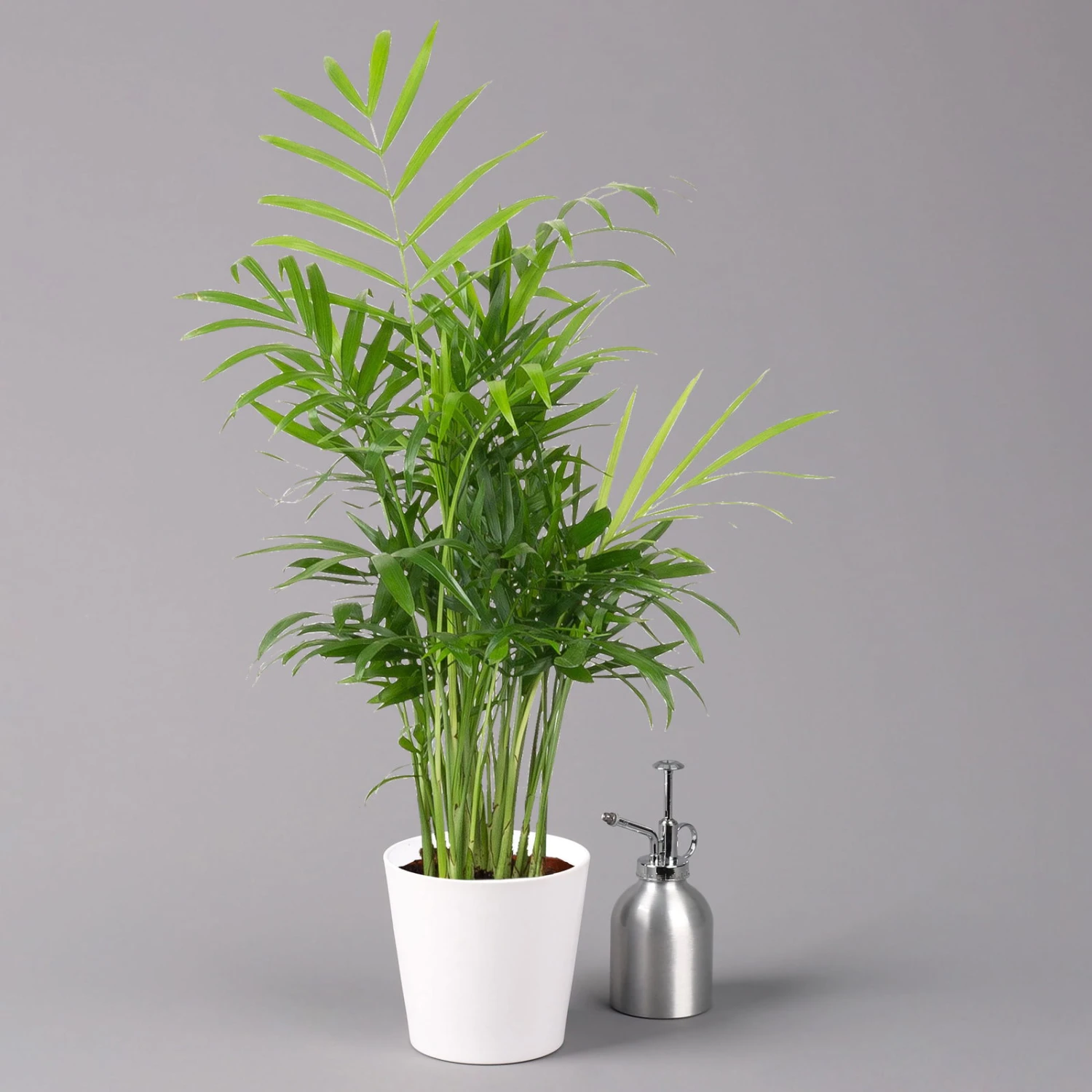 Bergpalme Mit Keramiktopf Dallas Weiß, Topf-Ø 12 Cm, Höhe Ca. 30 Cm 5 Bergpalme Mit Keramiktopf Dallas Weiß, Topf-Ø 12 Cm, Höhe Ca. 30 Cm – Bild 3