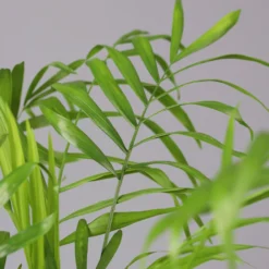 Bergpalme Mit Keramiktopf Dallas Weiß, Topf-Ø 12 Cm, Höhe Ca. 30 Cm 12 Bergpalme Mit Keramiktopf Dallas Weiß, Topf-Ø 12 Cm, Höhe Ca. 30 Cm -Garten Atmos Verkaufsgeschäft 0222100028 Chamaedorea elegans Dallas weiss 42