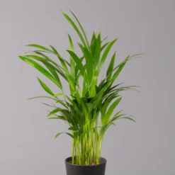 Goldfruchtpalme In Keramiktopf Anthrazit, Topf-Ø 13 Cm, H: Ca. 20-30 Cm, 3er-Set -Garten Atmos Verkaufsgeschäft 0222200027 Dypsis lutes Dallas anthrazit 3er Set 22