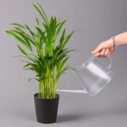 Goldfruchtpalme In Keramiktopf Anthrazit, Topf-Ø 13 Cm, H: Ca. 20-30 Cm, 3er-Set -Garten Atmos Verkaufsgeschäft 0222200027 Dypsis lutes Dallas anthrazit 3er Set 32