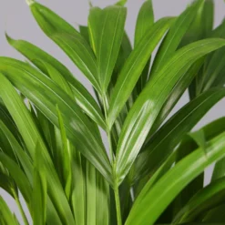 Goldfruchtpalme In Keramiktopf Anthrazit, Topf-Ø 13 Cm, H: Ca. 20-30 Cm, 3er-Set -Garten Atmos Verkaufsgeschäft 0222200027 Dypsis lutes Dallas anthrazit 3er Set 42