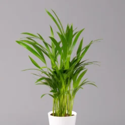 Goldfruchtpalme In Keramiktopf Weiß, Topf-Ø 13 Cm, Höhe Ca. 20-30 Cm, 3er-Set -Garten Atmos Verkaufsgeschäft 0222200028 Dypsis lutescens Dalls weiss 3er Set 22