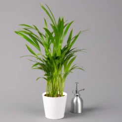 Goldfruchtpalme In Keramiktopf Weiß, Topf-Ø 13 Cm, Höhe Ca. 20-30 Cm, 3er-Set -Garten Atmos Verkaufsgeschäft 0222200028 Dypsis lutescens Dalls weiss 3er Set 32