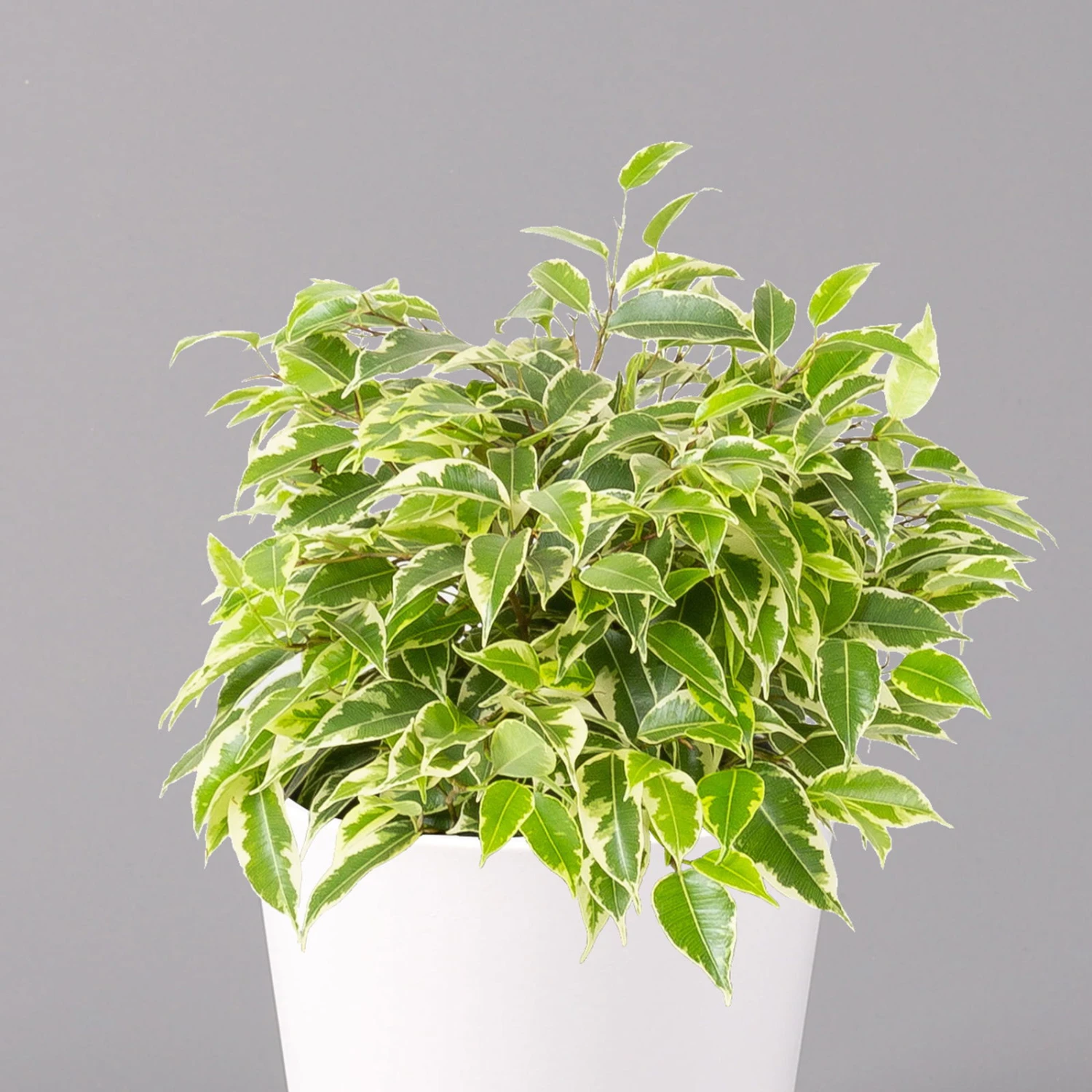 Birkenfeige 'Kinky' In Keramiktopf Dallas Weiß, Topf-Ø 12 Cm, Höhe Ca. 25 Cm 4 Birkenfeige 'Kinky' In Keramiktopf Dallas Weiß, Topf-Ø 12 Cm, Höhe Ca. 25 Cm – Bild 2