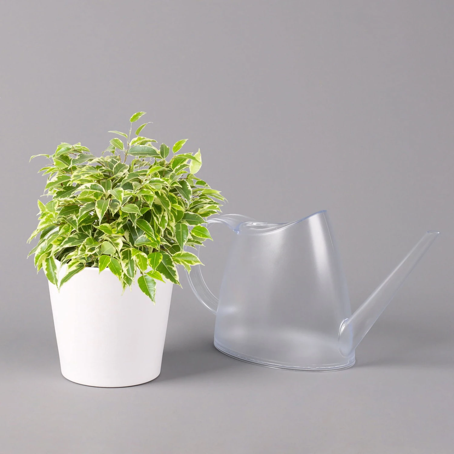 Birkenfeige 'Kinky' In Keramiktopf Dallas Weiß, Topf-Ø 12 Cm, Höhe Ca. 25 Cm 5 Birkenfeige 'Kinky' In Keramiktopf Dallas Weiß, Topf-Ø 12 Cm, Höhe Ca. 25 Cm – Bild 3