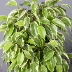 Birkenfeige 'Kinky' In Keramiktopf Dallas Weiß, Topf-Ø 12 Cm, Höhe Ca. 25 Cm 12 Birkenfeige 'Kinky' In Keramiktopf Dallas Weiß, Topf-Ø 12 Cm, Höhe Ca. 25 Cm -Garten Atmos Verkaufsgeschäft 0223100070 Ficus benj Kinky Dallas weiss 4 2 108745