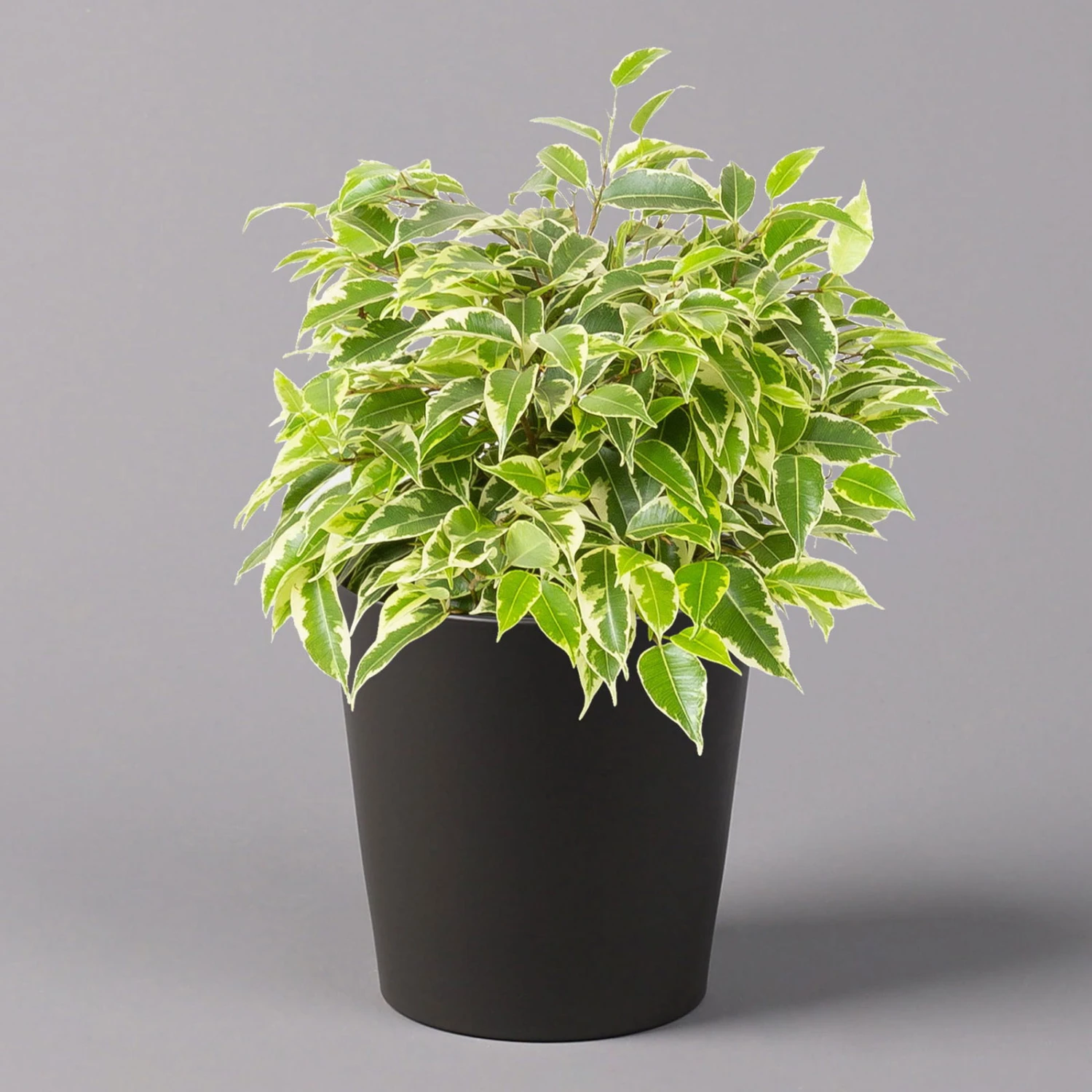 Birkenfeige 'Kinky' In Keramiktopf Dallas Anthrazit, Topf-Ø 12 Cm, 2er-Set 4 Birkenfeige 'Kinky' In Keramiktopf Dallas Anthrazit, Topf-Ø 12 Cm, 2er-Set – Bild 2