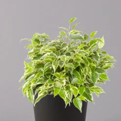 Birkenfeige 'Kinky' In Keramiktopf Dallas Anthrazit, Topf-Ø 12 Cm, 2er-Set 12 Birkenfeige 'Kinky' In Keramiktopf Dallas Anthrazit, Topf-Ø 12 Cm, 2er-Set -Garten Atmos Verkaufsgeschäft 0223100072 Ficus benj Kinky Dallas anthrazit 2