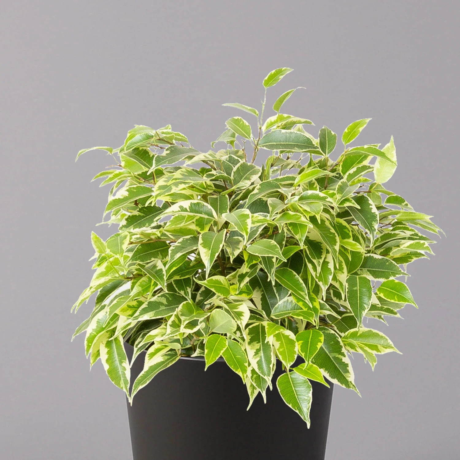 Birkenfeige 'Kinky' In Keramiktopf Dallas Anthrazit, Topf-Ø 12 Cm, 2er-Set 5 Birkenfeige 'Kinky' In Keramiktopf Dallas Anthrazit, Topf-Ø 12 Cm, 2er-Set – Bild 3