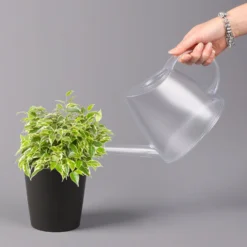 Birkenfeige 'Kinky' In Keramiktopf Dallas Anthrazit, Topf-Ø 12 Cm, 2er-Set 13 Birkenfeige 'Kinky' In Keramiktopf Dallas Anthrazit, Topf-Ø 12 Cm, 2er-Set -Garten Atmos Verkaufsgeschäft 0223100072 Ficus benj Kinky Dallas anthrazit 3