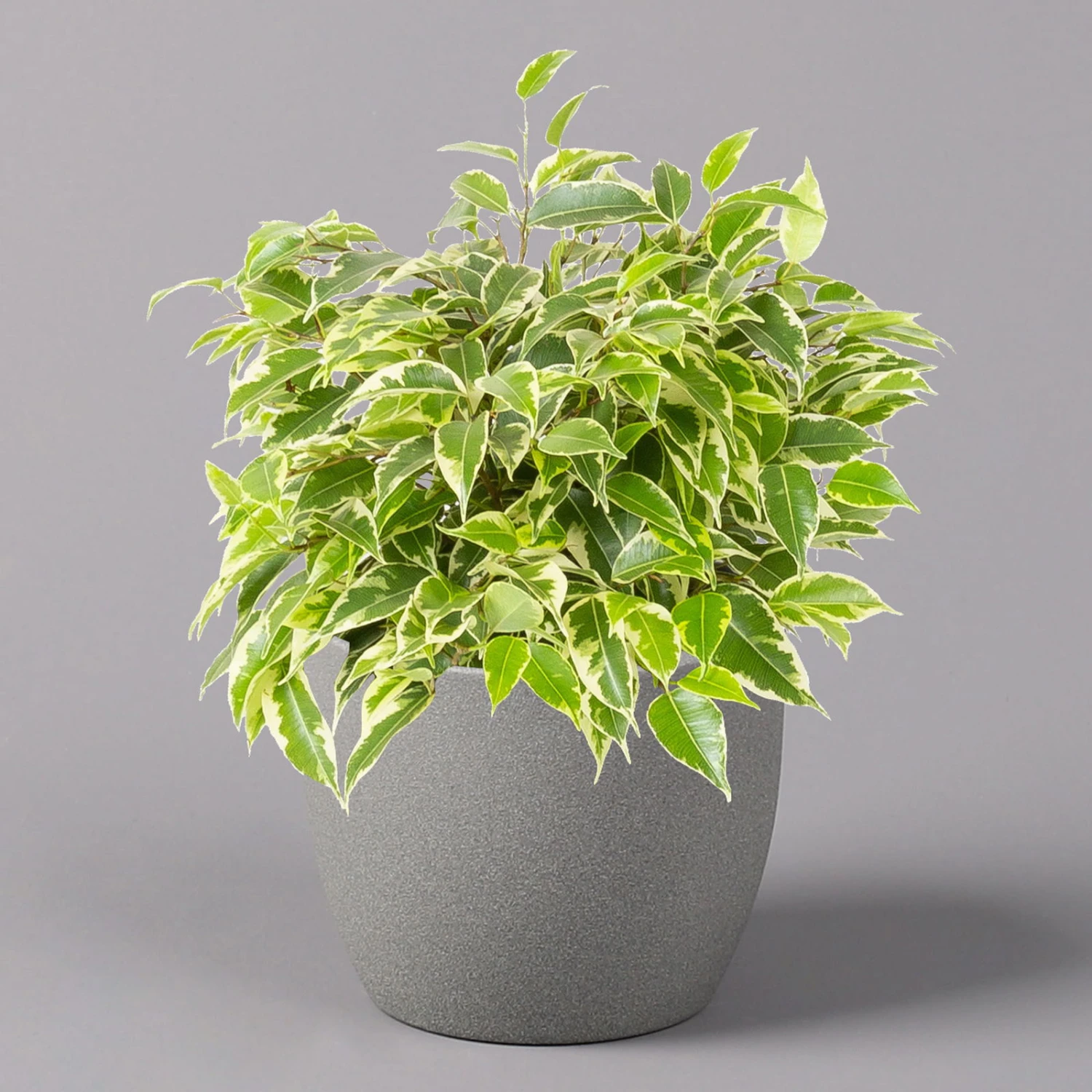 Birkenfeige 'Kinky', Topf-Ø 12 Cm, Höhe Ca. 25 Cm, 3er-Set 4 Birkenfeige 'Kinky', Topf-Ø 12 Cm, Höhe Ca. 25 Cm, 3er-Set – Bild 2