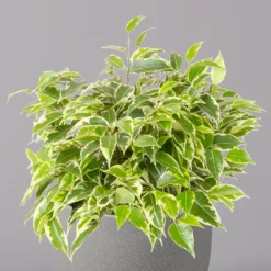 Birkenfeige 'Kinky', Topf-Ø 12 Cm, Höhe Ca. 25 Cm, 3er-Set 11 Birkenfeige 'Kinky', Topf-Ø 12 Cm, Höhe Ca. 25 Cm, 3er-Set -Garten Atmos Verkaufsgeschäft 0223100073 Ficus benj Kinky T12 3er Set 32