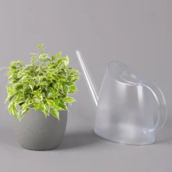 Birkenfeige 'Kinky', Topf-Ø 12 Cm, Höhe Ca. 25 Cm, 3er-Set 12 Birkenfeige 'Kinky', Topf-Ø 12 Cm, Höhe Ca. 25 Cm, 3er-Set -Garten Atmos Verkaufsgeschäft 0223100073 Ficus benj Kinky T12 3er Set 42